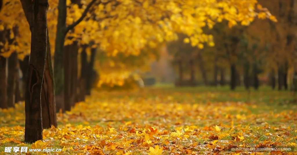 秋天落叶的视频素材