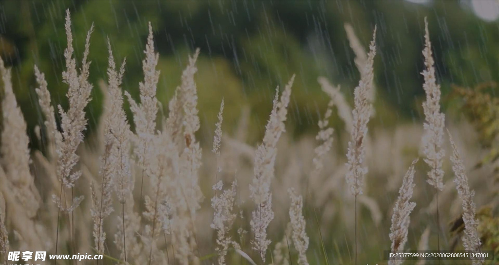 野外下雨的视频素材