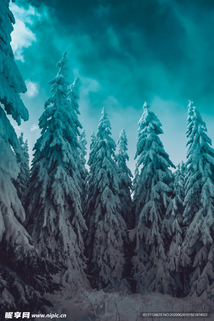 樹林 雪景