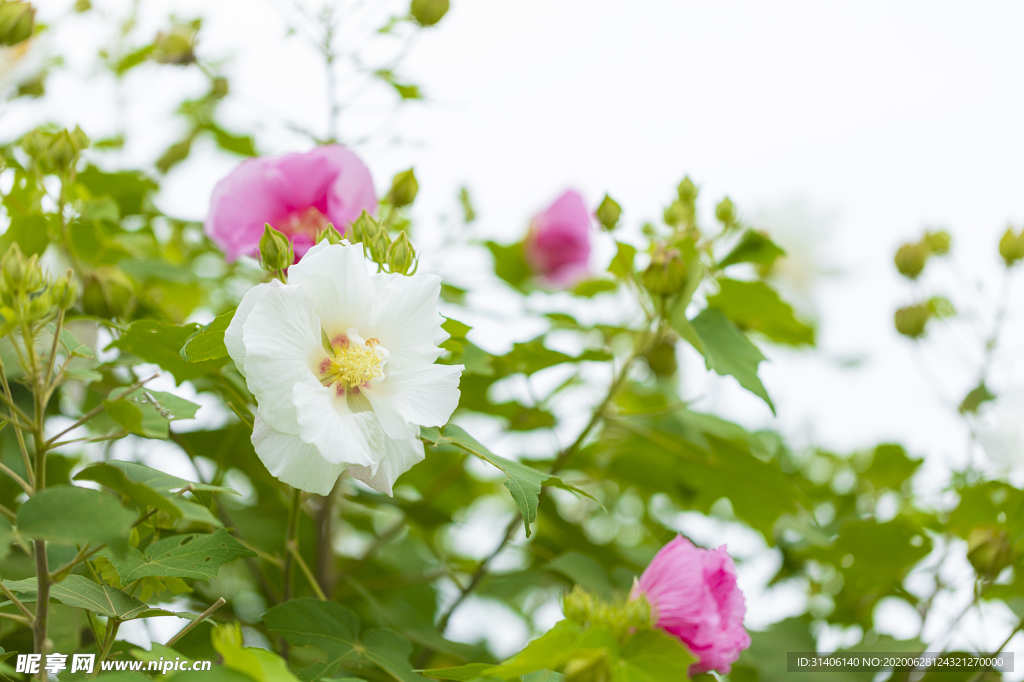 醉芙蓉圖片