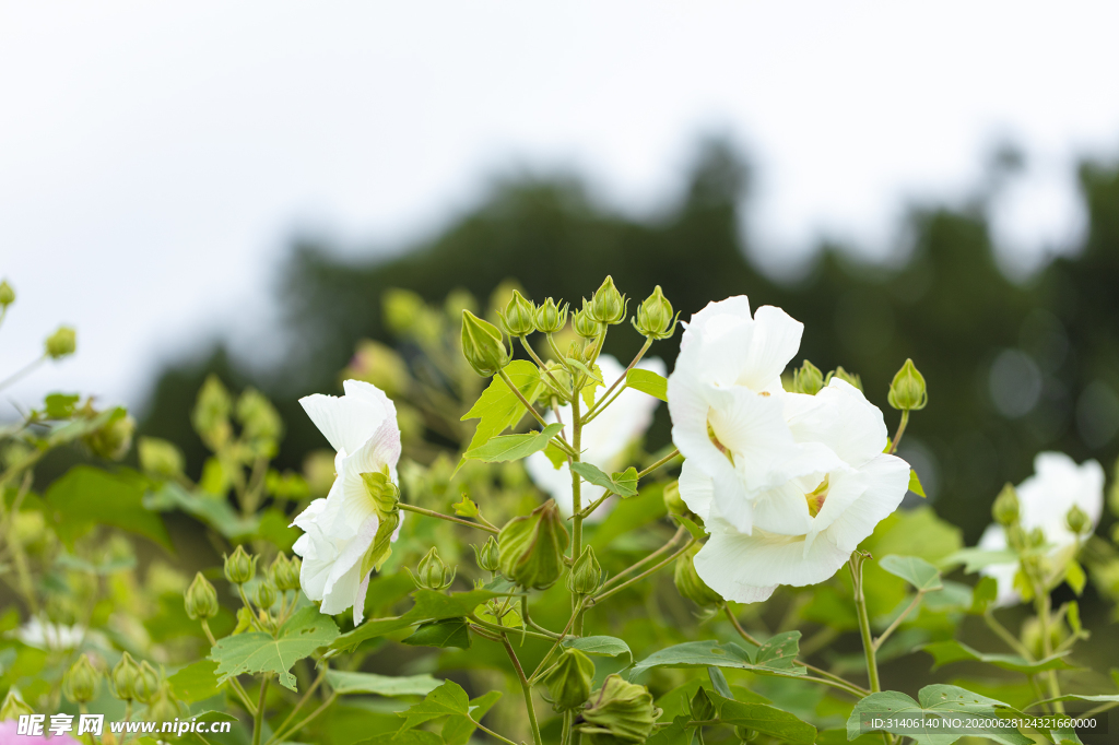 醉芙蓉圖片