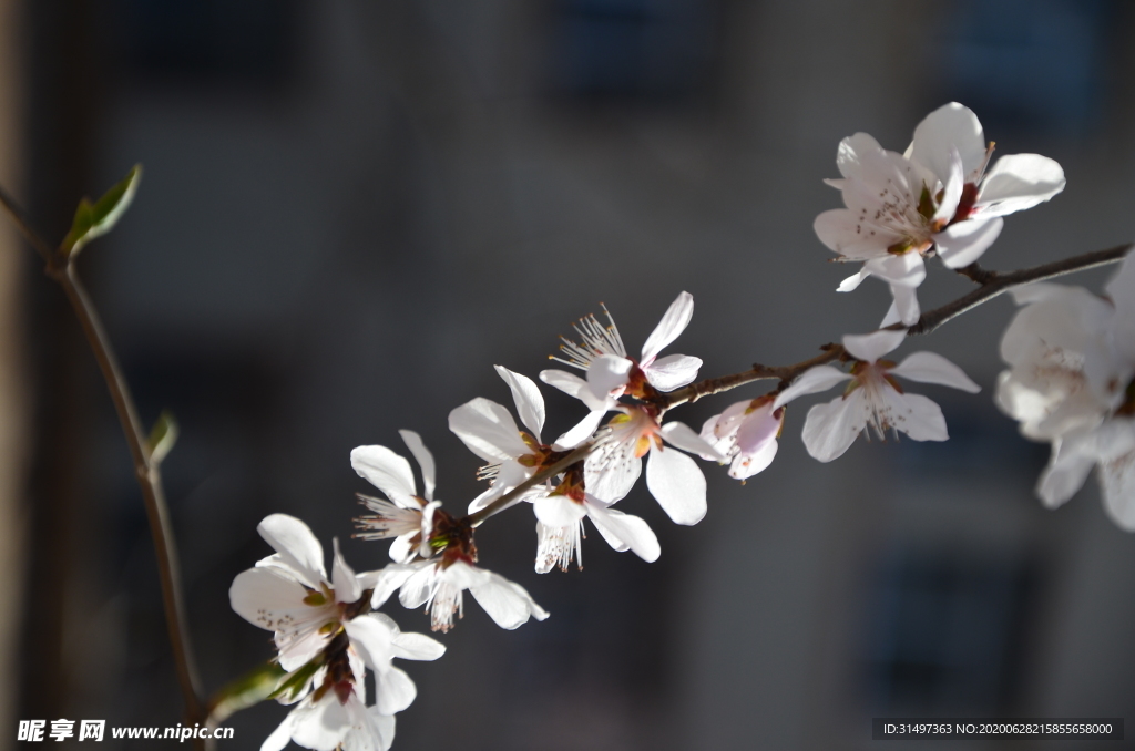 山桃花