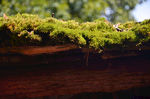 房顶的苔藓