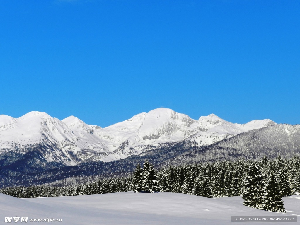 雪山 樹林