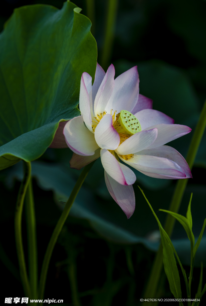荷花
