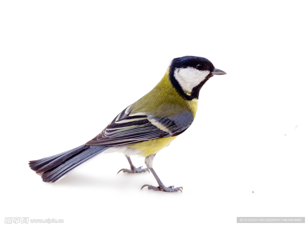 鳥