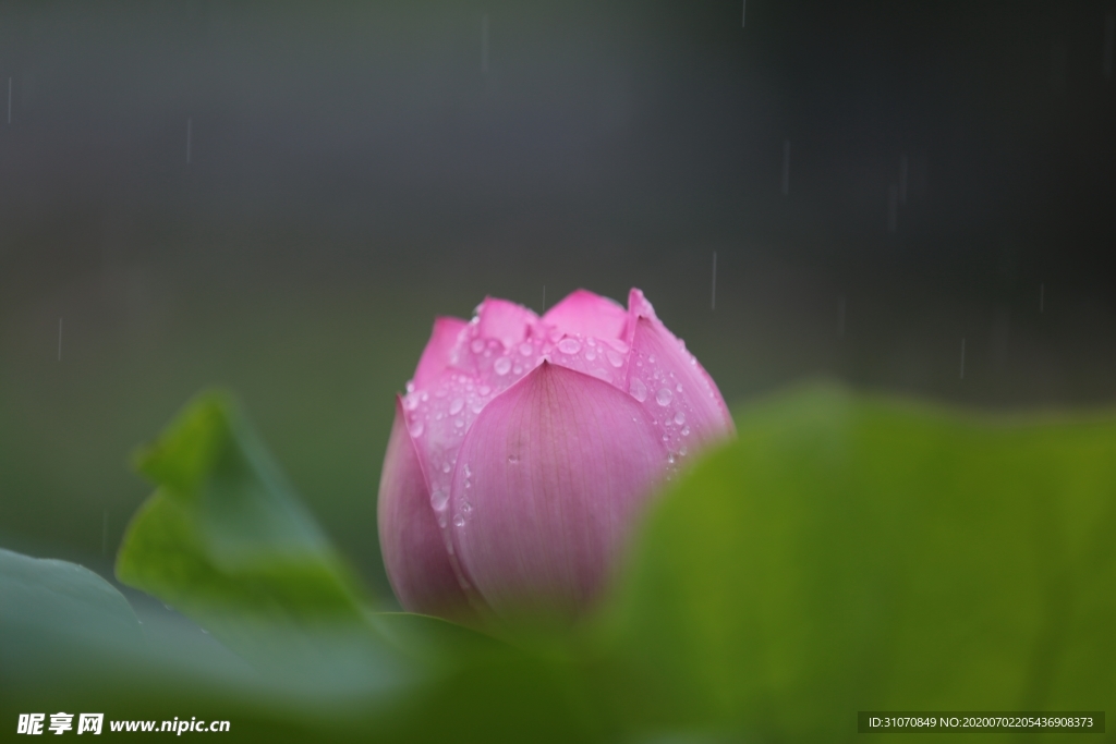 雨中荷花