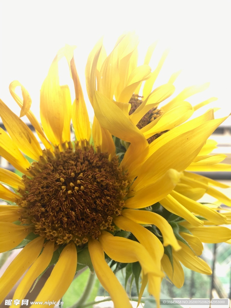 太陽花