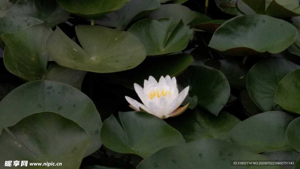 小荷