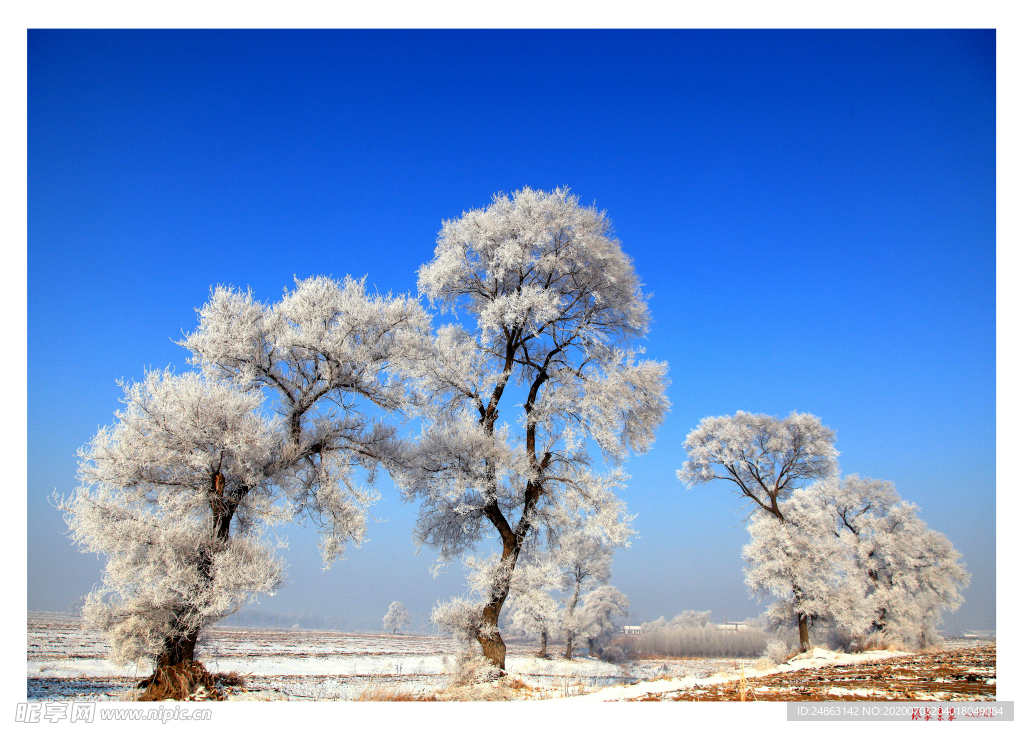 樹雪
