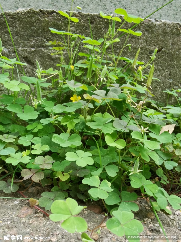 黄花醡浆草