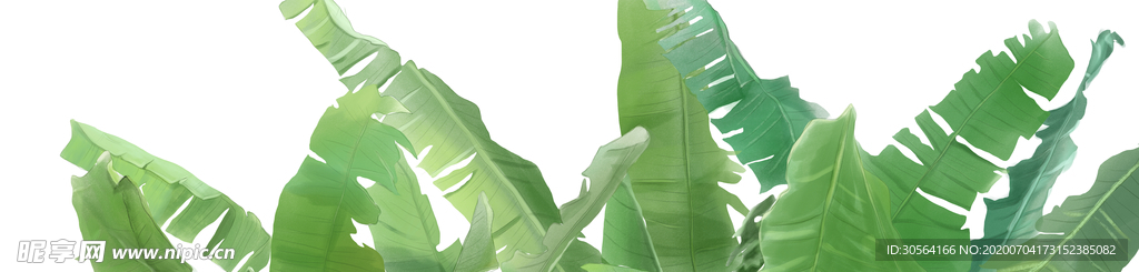绿色树叶植物清新传统插画背景