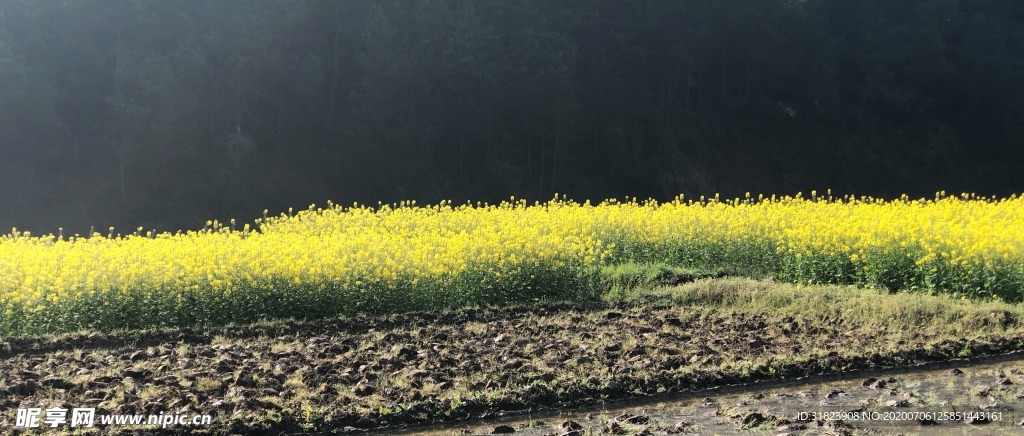 油菜花