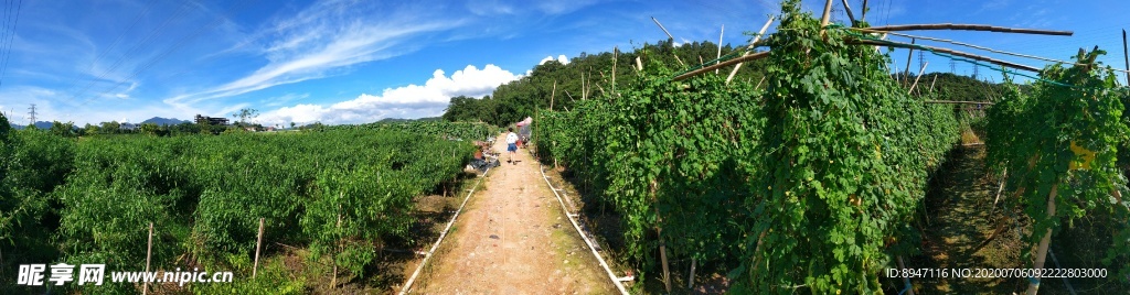 菜园风景