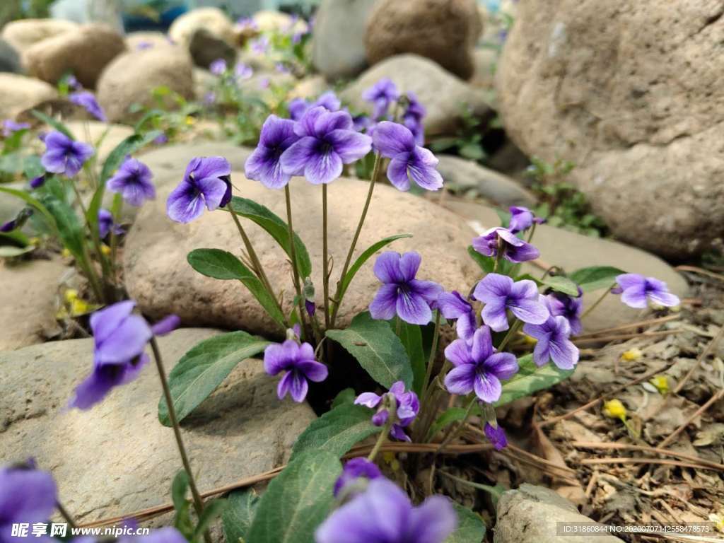 紫色小花