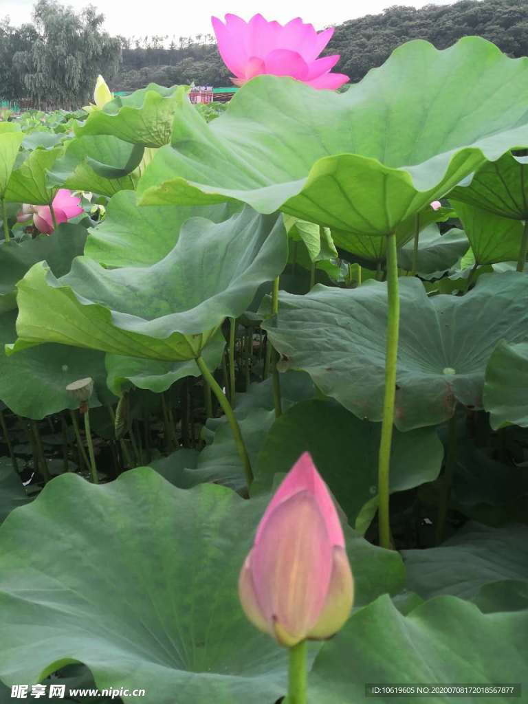 荷花
