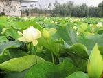 荷花荷塘