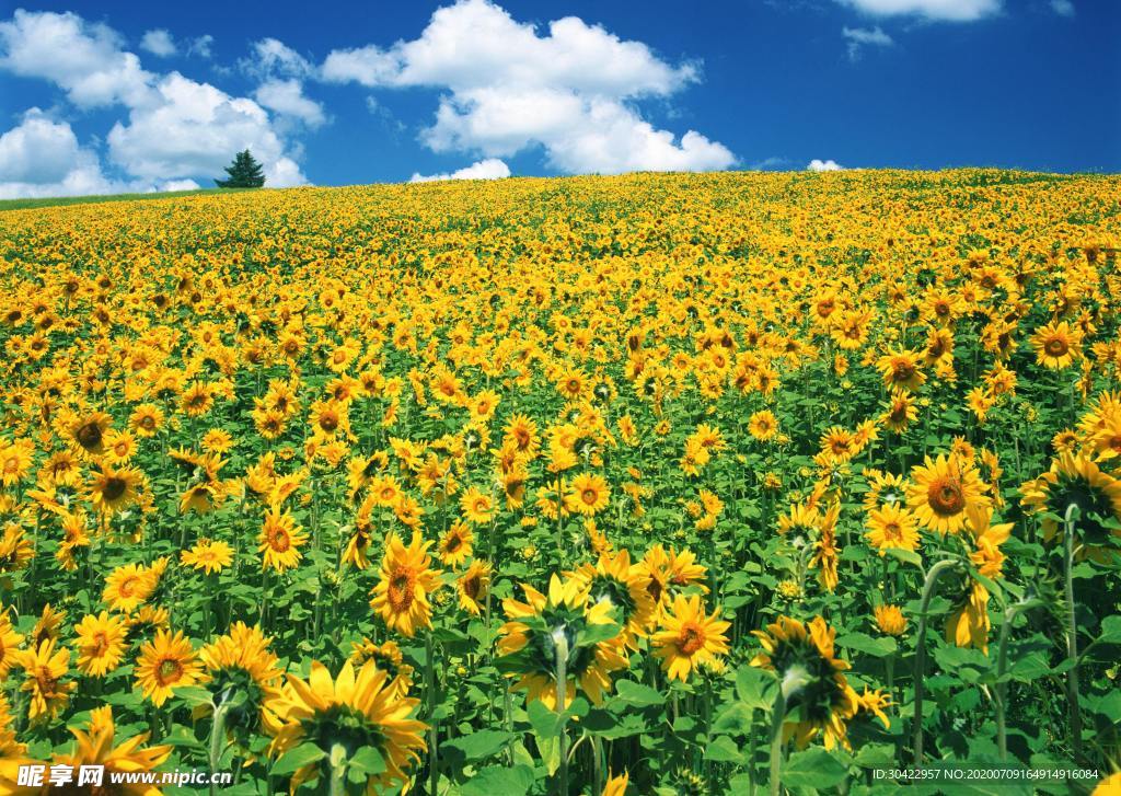 葵花 花海