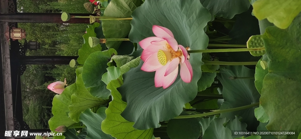 荷花