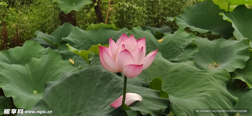 荷花 荷葉
