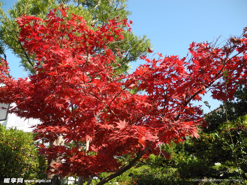 紅色楓葉