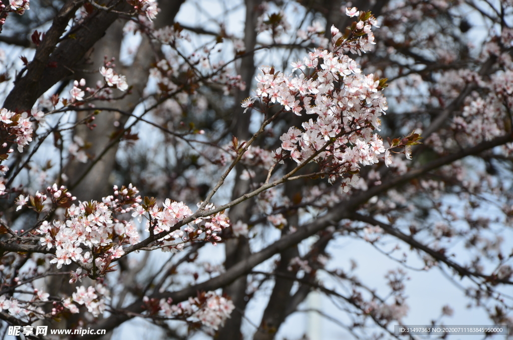 櫻花