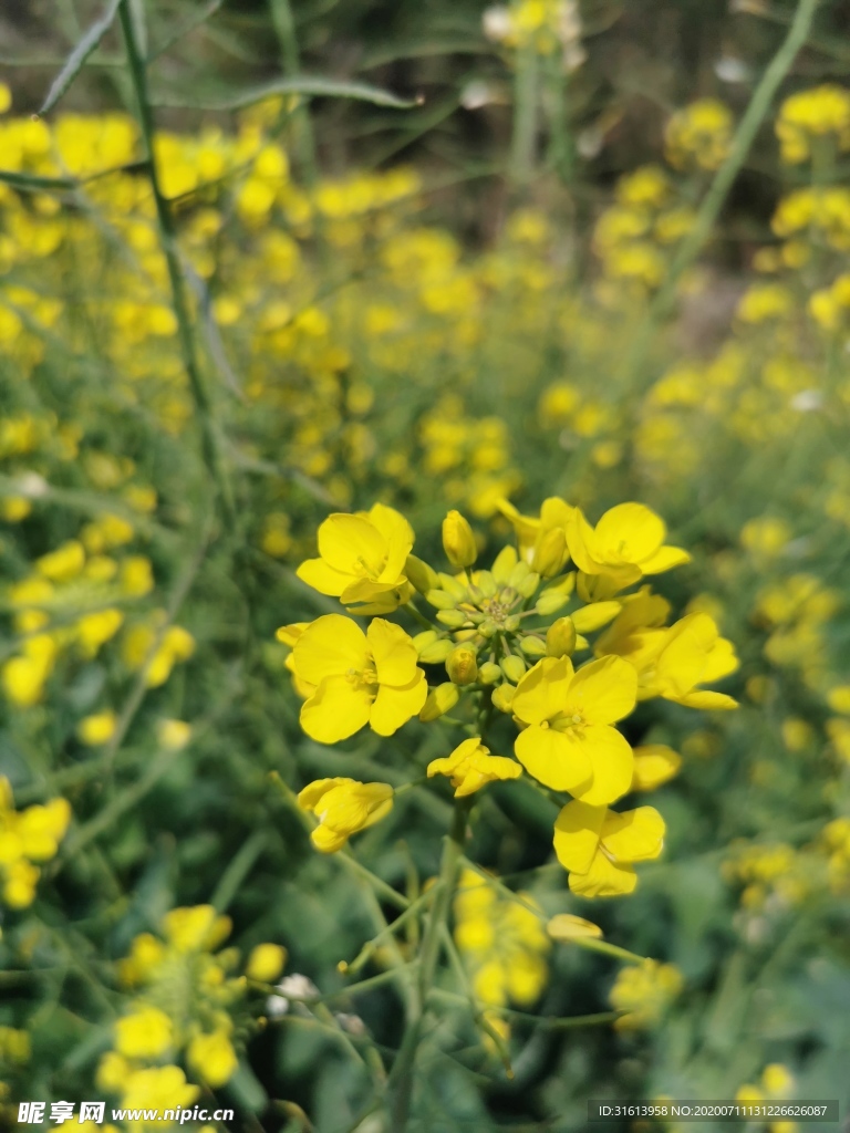 油菜花