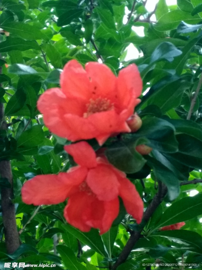 綠中一點紅