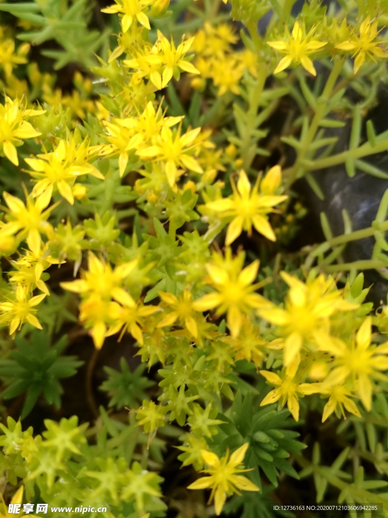 石頭菜花
