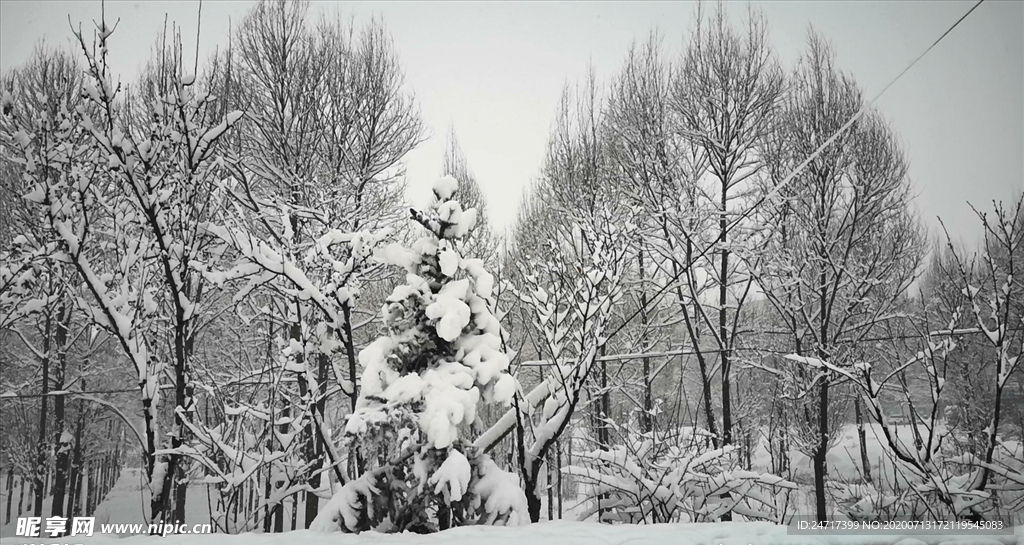 雪松