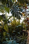 温室植物