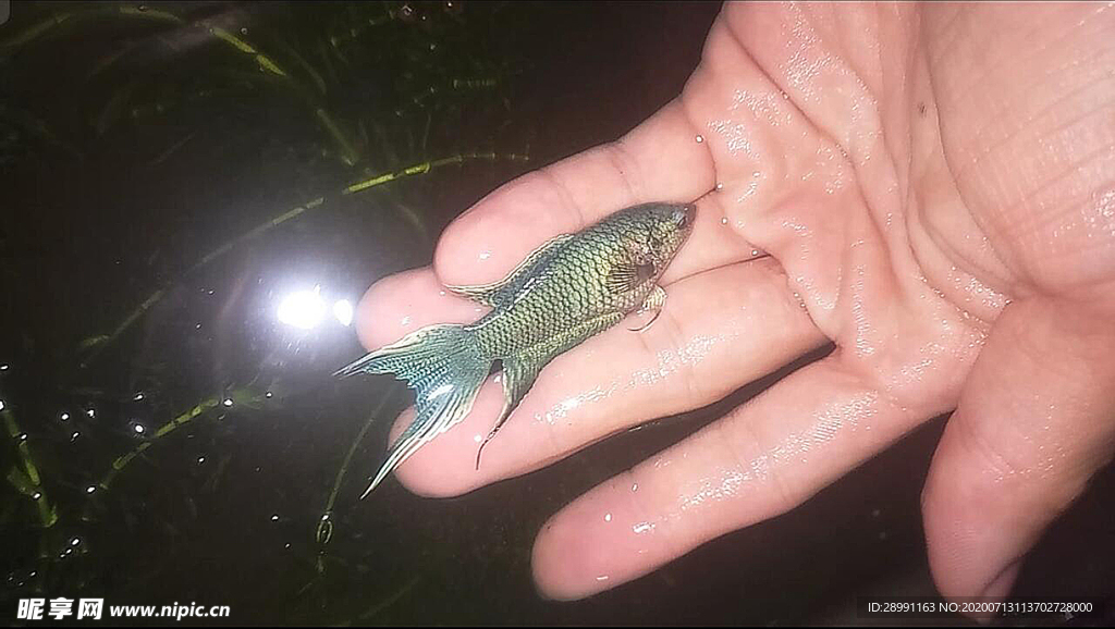 中國斗魚-蛇血藍(lán)母魚
