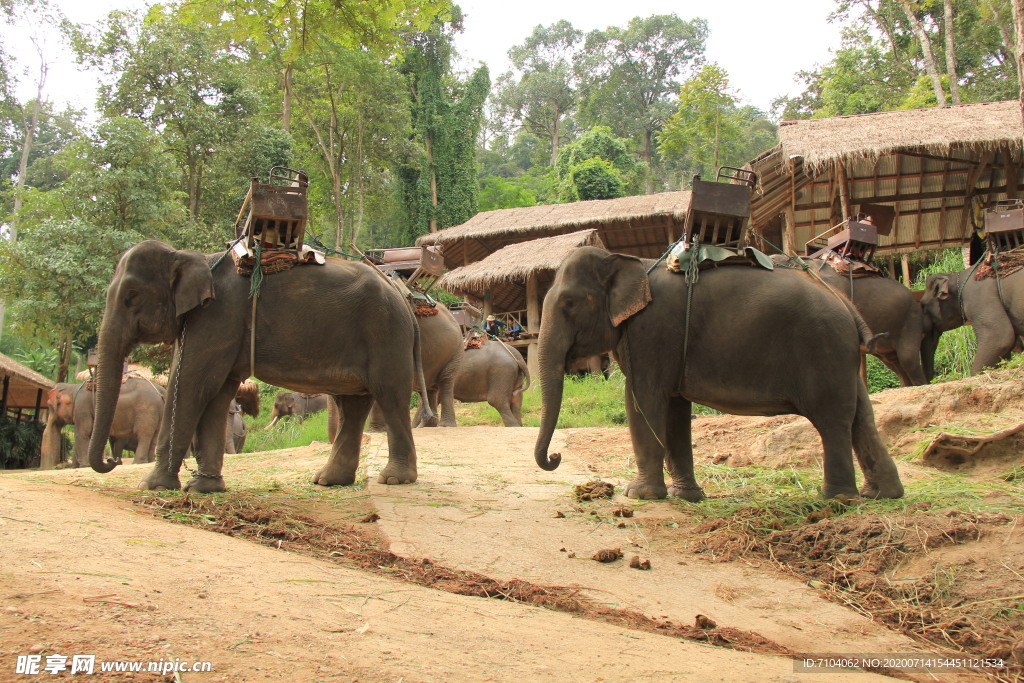 老挝 旅游 大象