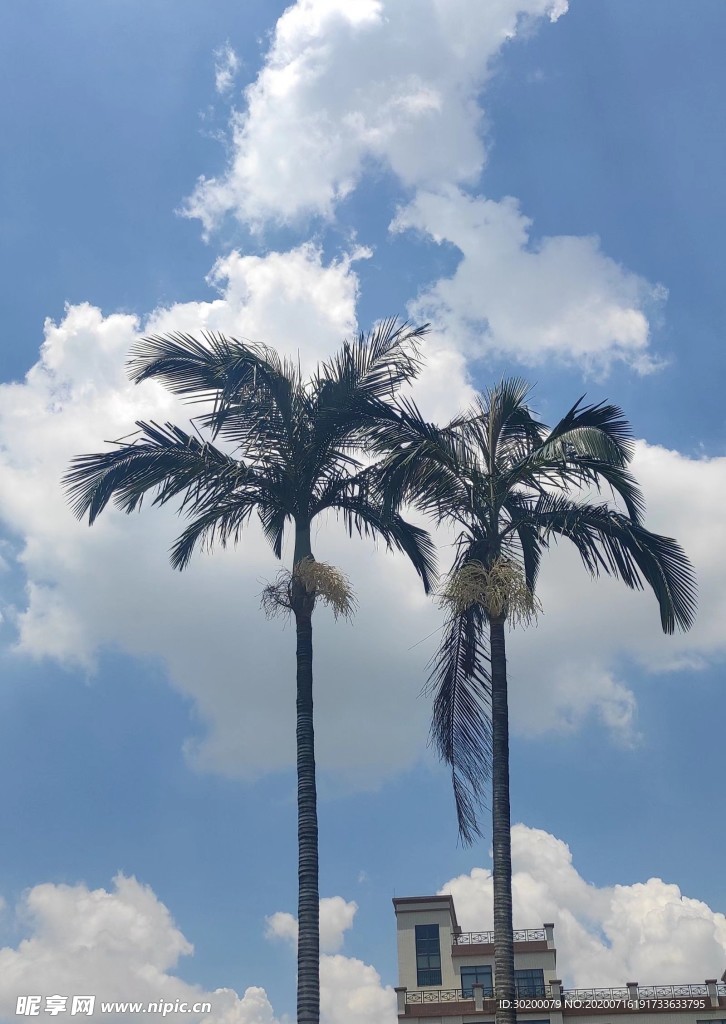 椰樹風(fēng)景