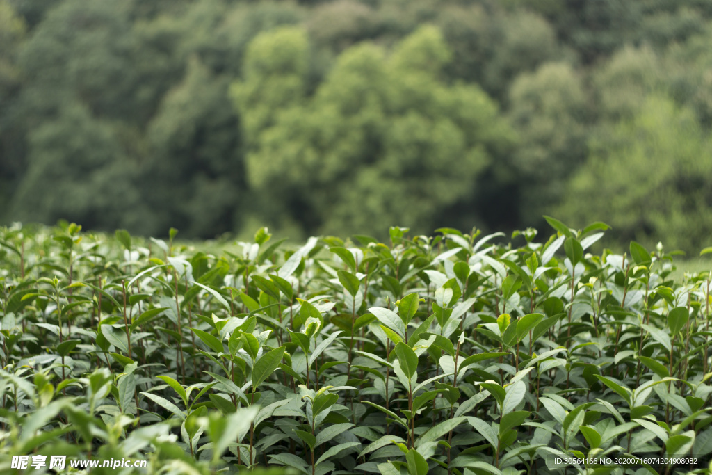 采茶制茶生态自然简约背景素材