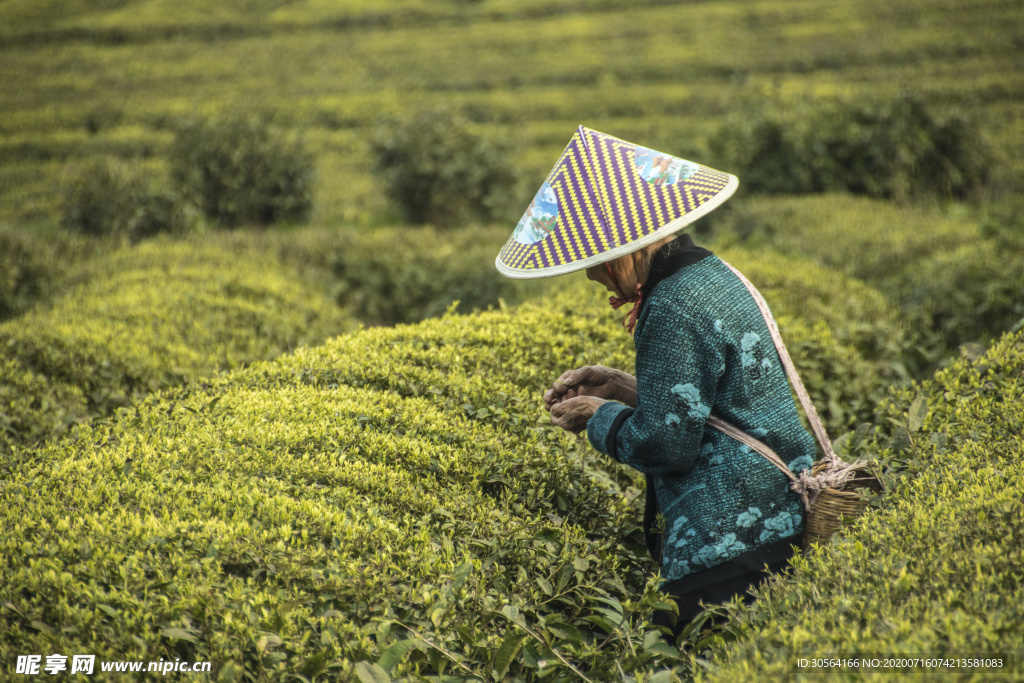 采茶茶园自然生态背景素材