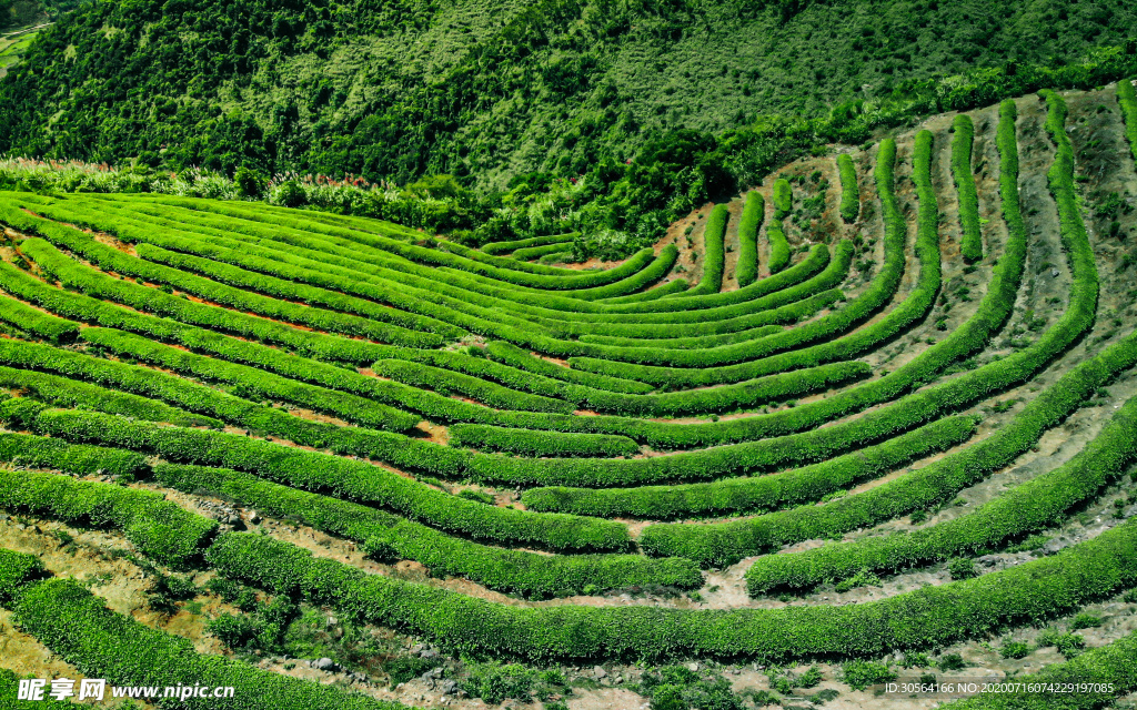 茶園梯田自然生態(tài)背景素材