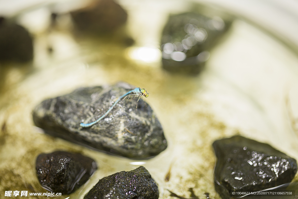 蓝蜻蜓与石头