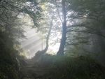 晨光雾霭树林