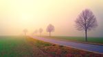 黎明雾霭中的小路