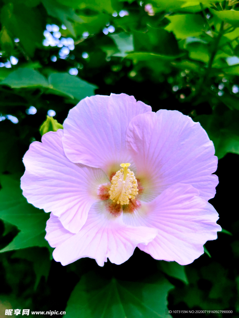 木棉花