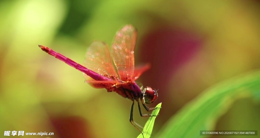 红色蜻蜓停留在绿色植物上