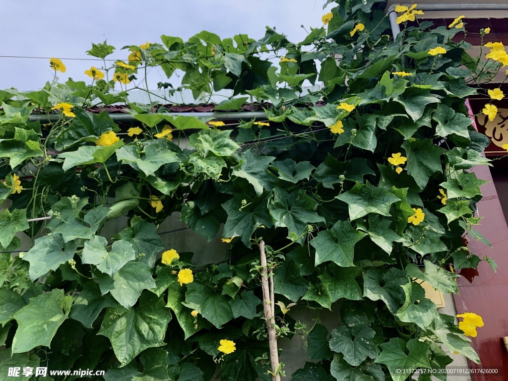 絲瓜開花