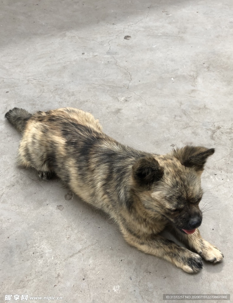 土狗