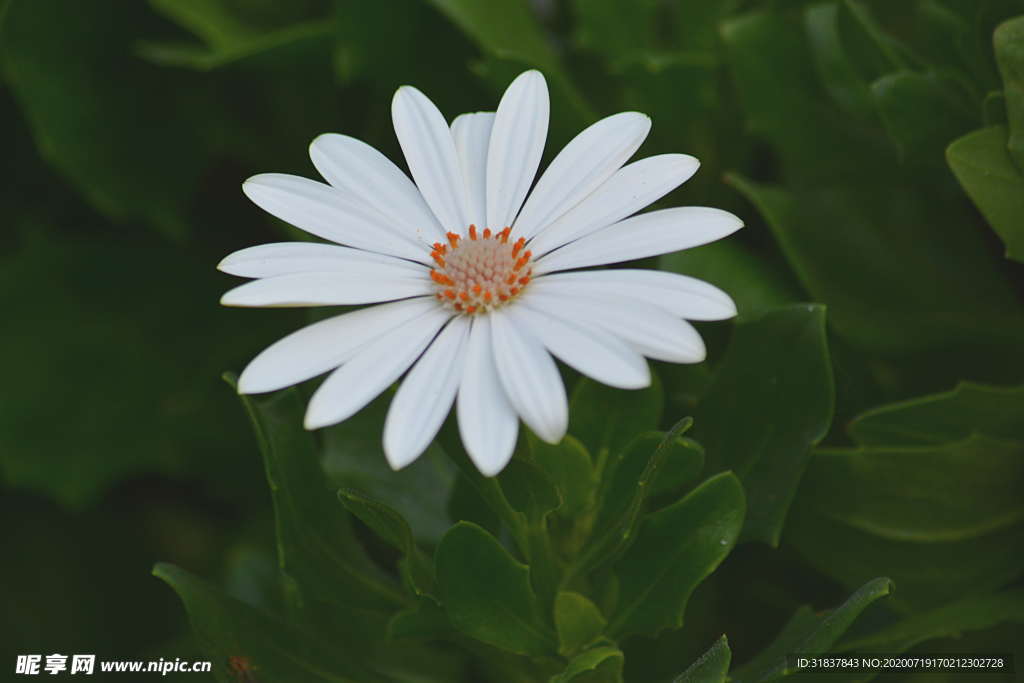 白色小花
