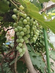 葡萄   绿色   植物
