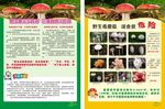 预防野生蘑菇中毒宣传单
