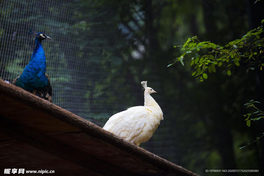 枣庄抱犊崮国家森林公园图片