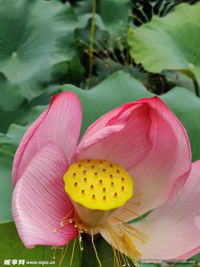荷花蕊