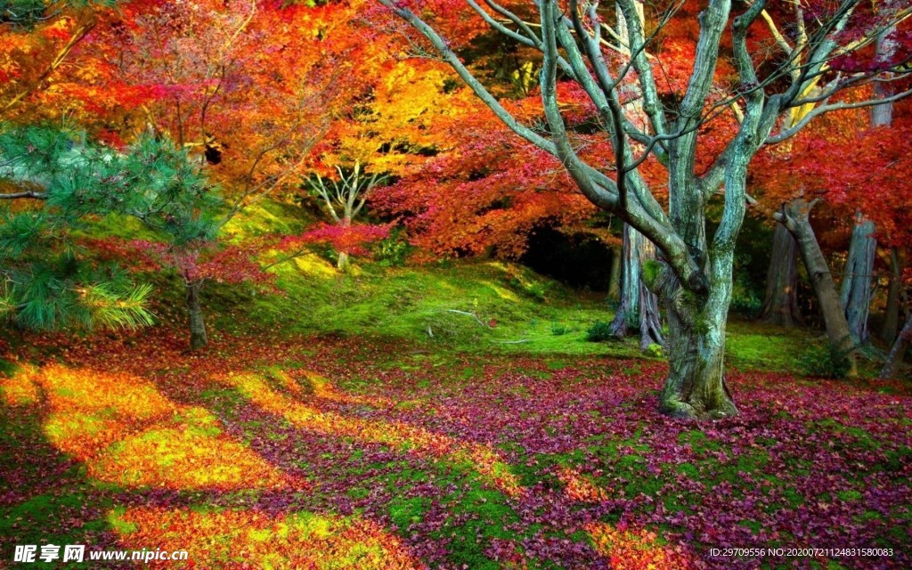 秋季自然景观